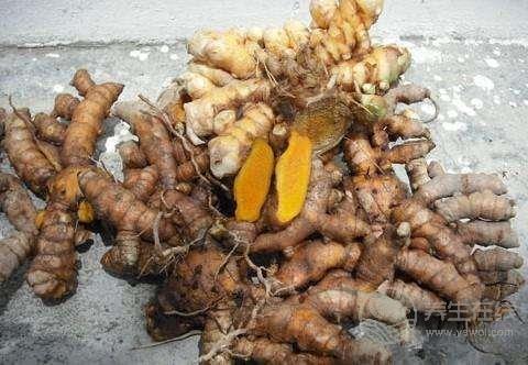 生姜品种介绍,姜的种类及图片大全