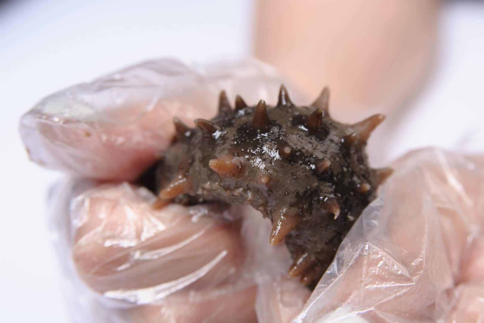 海参做粥的方法 海参可以做哪些粥