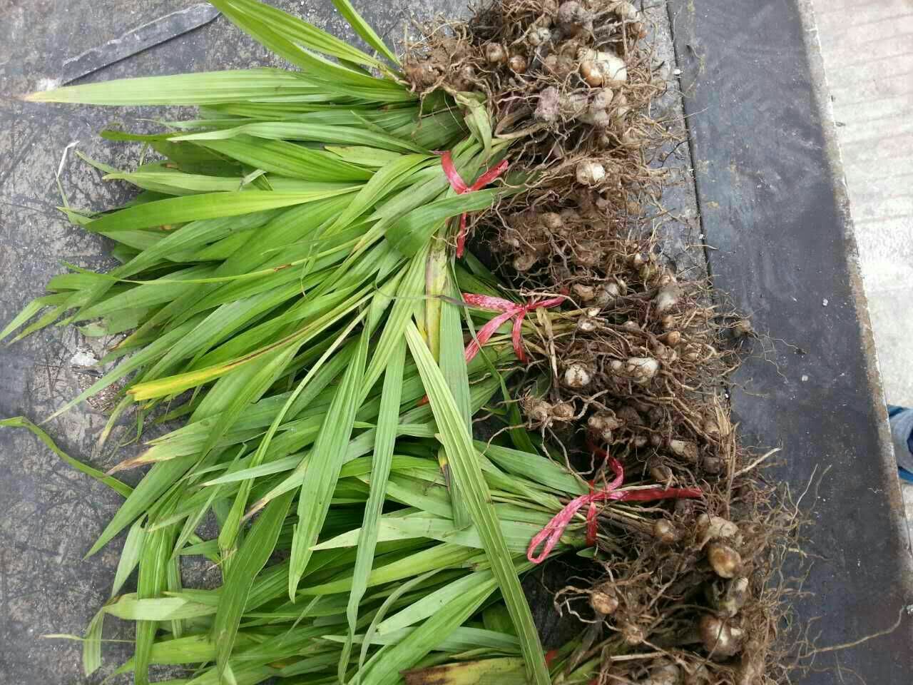 几种通过中草药方面的高效养猪配方
