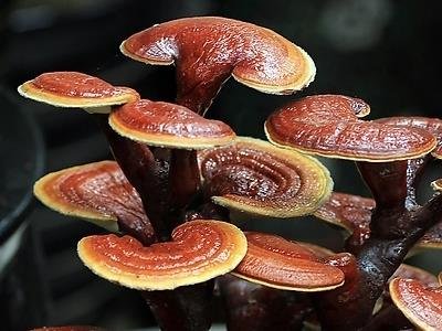 灵芝和那些食材一起煲汤营养价值更好-易网健康<a href=http://www.ewebol.com/jkys/ target=_blank class=infotextkey>养生</a>网 灵芝和那些食材一起煲汤营养价值更好