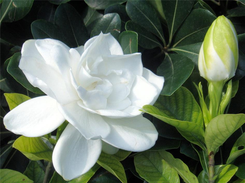 桅子花和栀子花茶具有的功效与作用-易网健康<a href=http://www.ewebol.com/jkys/ target=_blank class=infotextkey>养生</a>网 桅子花和栀子花茶具有的功效与作用