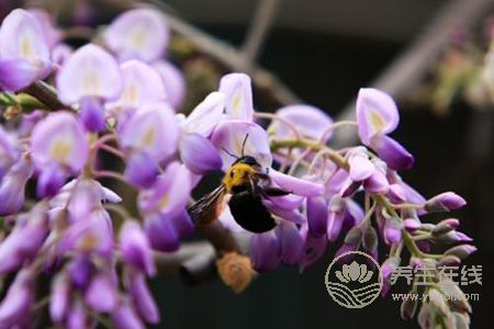 紫色槐花可以吃吗? 紫色槐花可以吃吗?