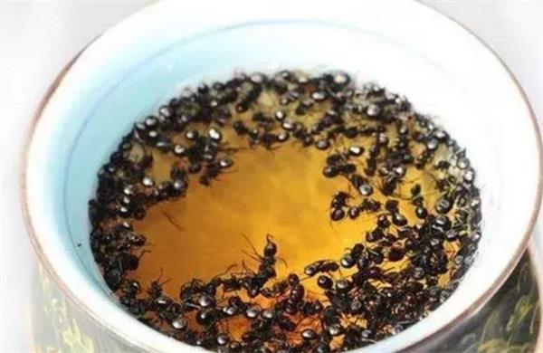 黑蚂蚁泡酒的方法以及存在的注意事项