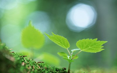 哪些植物适合放在房间里对人体比较好