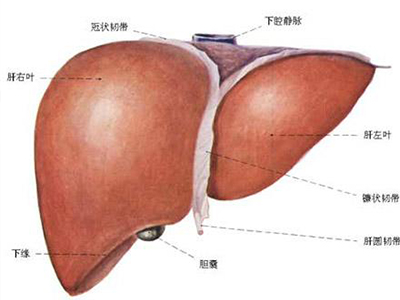 这两种蔬菜能帮我们把肝脏清洗的很干净