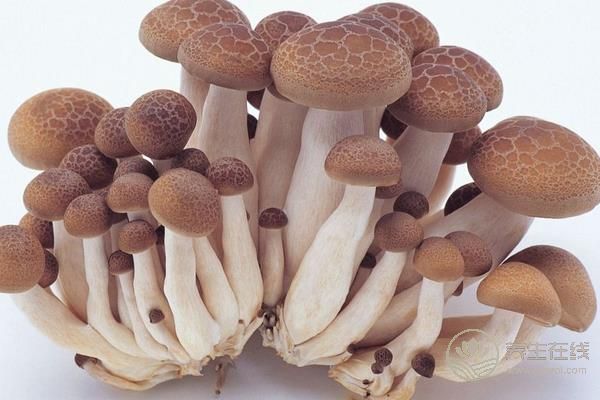 热门蘑菇食谱 给你的肠道洗洗澡吧