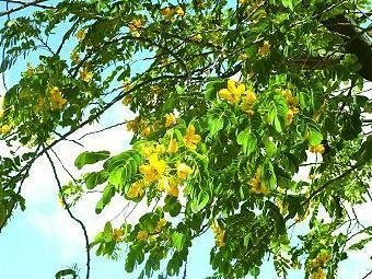 槐树花茶喝起来对身体有哪些好处