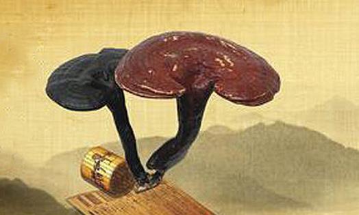 灵芝与哪种中药搭配治疗效果最好-易网健康<a href=http://www.ewebol.com/jkys/ target=_blank class=infotextkey>养生</a>网 灵芝与哪种中药搭配治疗效果最好