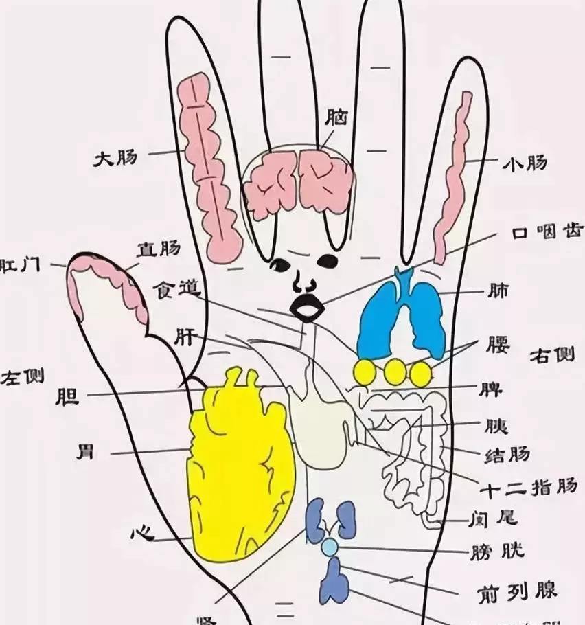 手掌的每个部分分别代表着身体哪些部位